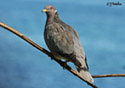 Columba fasciata